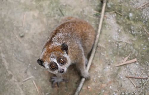 与自带彩色小围嘴的一级保护动物邂逅：北京的冬日奇迹