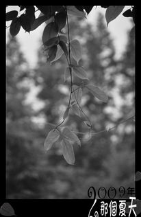 镜头里的火焰：用红色书写生命的赞歌