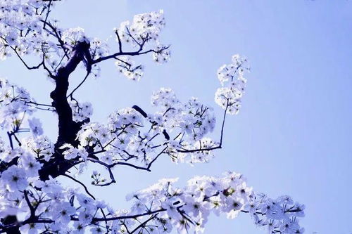 若有梨花念，何必问春风：一段关于春天与思念的旅程