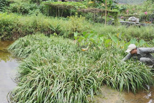 大学师生菜市场偶遇“山柰菖蒲”，这一发现有何重要意义？