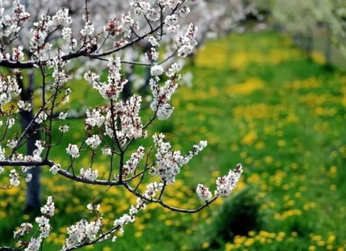 春色满园关不住，一枝红杏出墙来：一场与春天的邂逅