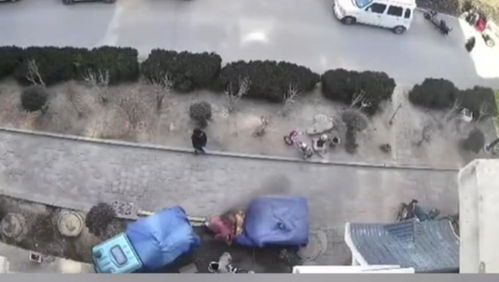 川西之旅的意外收获：男子送零食被回礼3只纯种藏獒