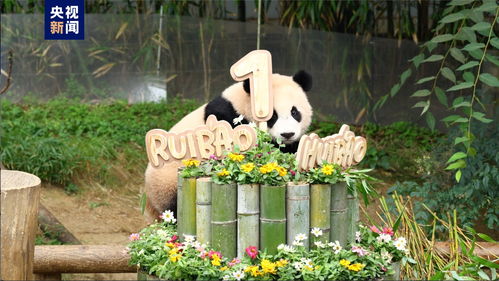 韩国迎来双胞胎时代：从数据背后看生育率回升的真相