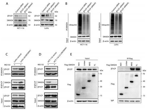 深入探索：调节靶向抑制甲状腺微血管内皮细胞增殖与血管生成的新策略