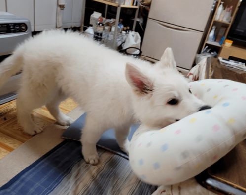 AI宠物机器狗上两会，网友沸腾：上链接！