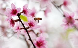 惊蛰与桃花：一场春日的浪漫邂逅