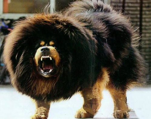 游客送小孩零食被回礼藏獒：人与野生动物的相处之道