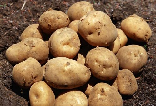 土豆米：颠覆传统饮食的新选择