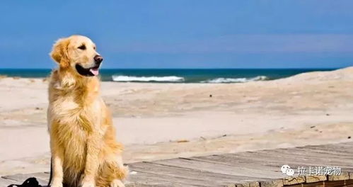 活得像狗？或许我们该重新定义幸福