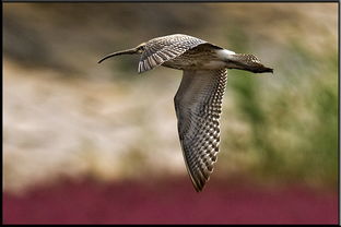 细嘴杓鹬灭绝背后：为何无法复制朱鹮奇迹？