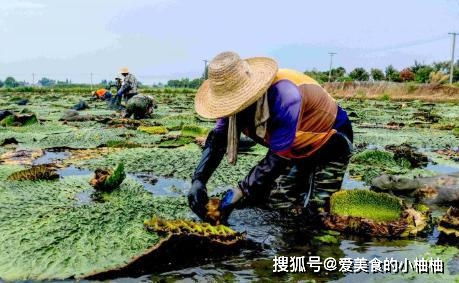 在泥潭中绽放莲花：用苦难铸就强大