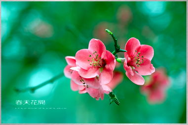 春天的花会开，心也跟着绽放