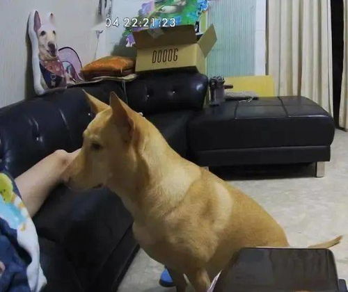 女子狂奔躲避狗扑不料被狗子绊倒：一场意外背后的深思