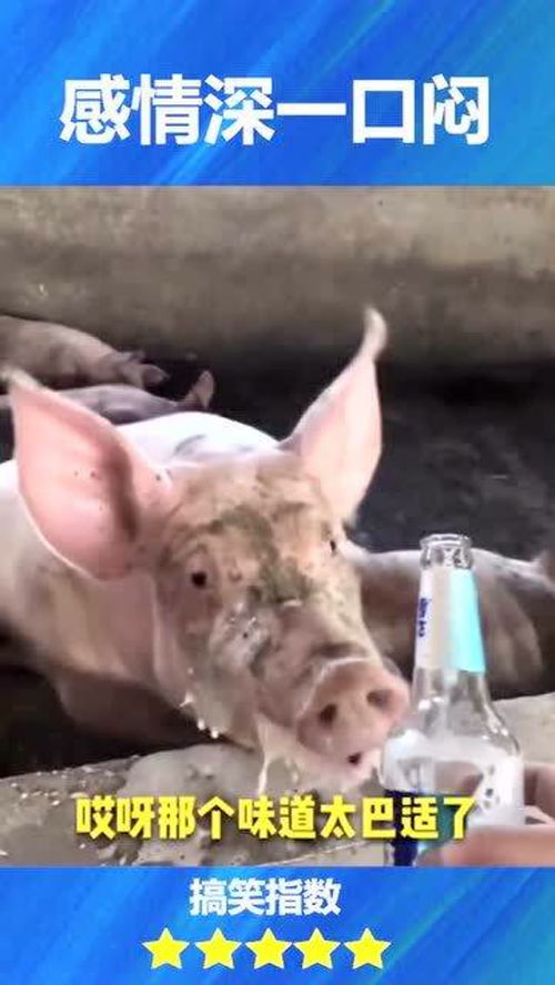 一口闷的奇妙体验：从抗拒到爱上