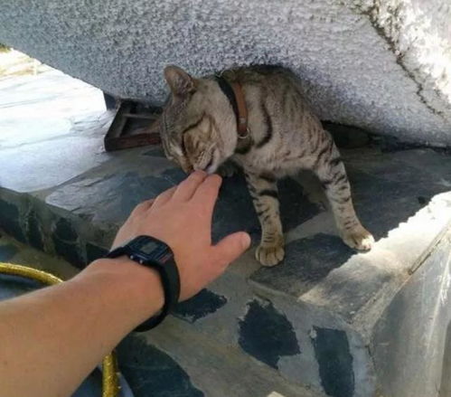 流浪猫的暖心举动：即使饥饿难耐，也不忘感恩喂食者
