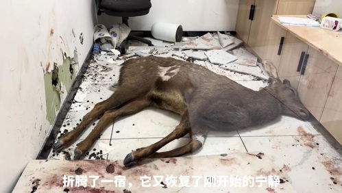 游客投喂鳕鱼肠引12只海龟集体“看病”，背后真相令人深思