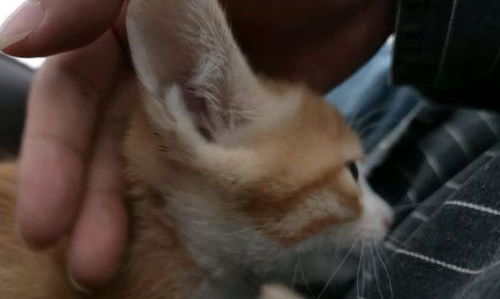 小猫咪～名叫人鱼：一场关于爱与成长的奇妙旅程