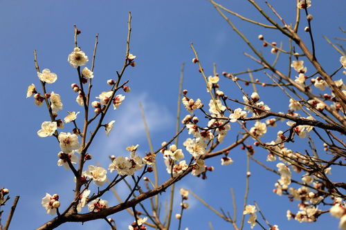 探梅园观梅：一场与春天的浪漫约会