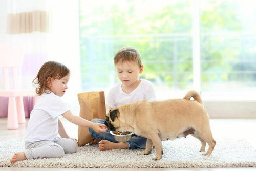 从养宠物到“养石头”：年轻人的另类情感寄托