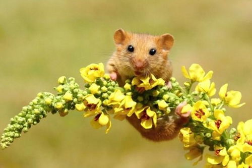 不变的鼠心：那些年，他与小老鼠的故事