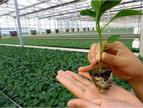 春耕正当时，辣椒苗培育的那些事儿