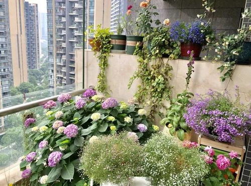 【阳台园艺手记】消逝的美丽：小半夏与奶奶的庭院故事