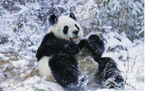 “熊猫猪”火了：从萌兰到妹猪，看动物网红如何改变我们的生活