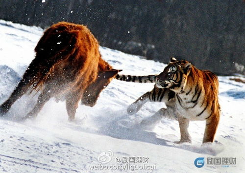 初生牛犊不怕虎：一个年轻人的无畏征程