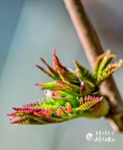 春到人间草木知：一场与自然的深情对话