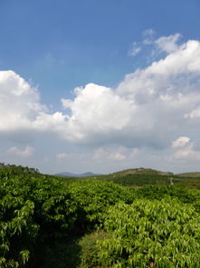 远山的念想：一场心灵与自然的对话