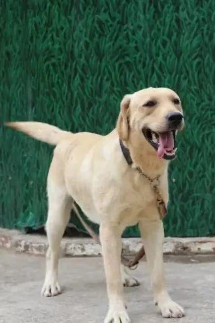 云南16只搜救犬“考编”失败求领养：它们的未来需要你的关注