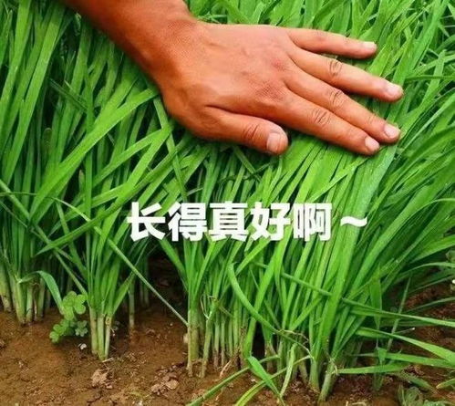 不想当韭菜的年轻人，都在偷偷给哪些品牌花钱？
