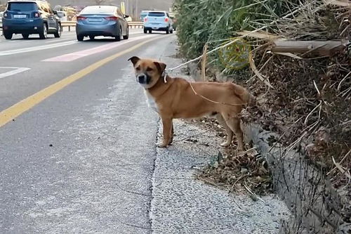 狗狗在门口玩被路过大爷撞了，责任如何划分？