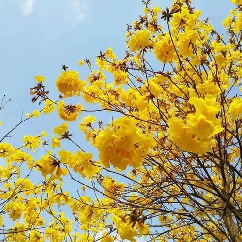黄花风铃木：春天的金色使者