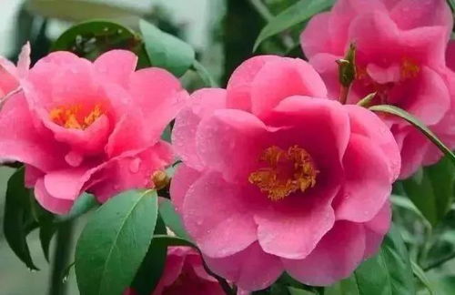 五绝.山茶花：冬日里的诗意绽放