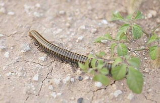 千足虫侵扰怎么办？亲测有效的方法和药物推荐
