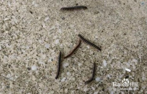 草鞋虫的克星：揭秘一种简单又有效的消灭方法