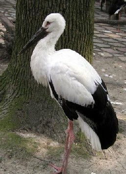 保护东方白鹳：一场人与自然的守护之旅