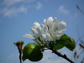 梨花开了，那片洁白的春日梦境