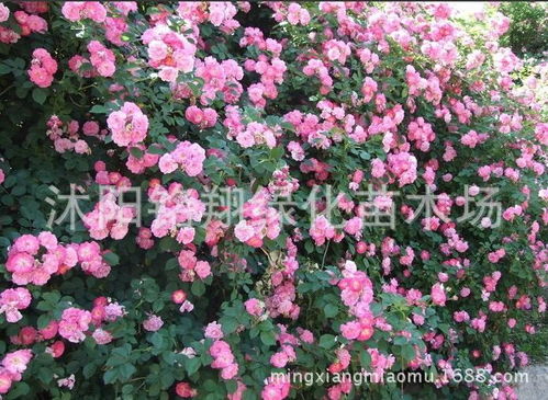 月季与蔷薇的种植心得：小李的园艺日记