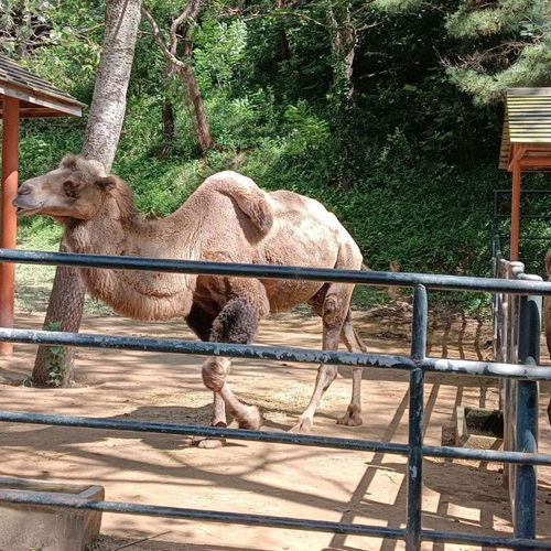 动物园游玩：一次难忘的动物世界探险