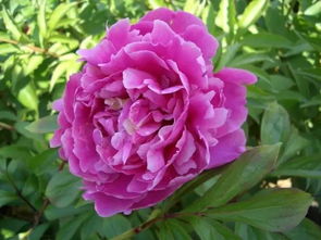 原来芍药是古人的爱情花