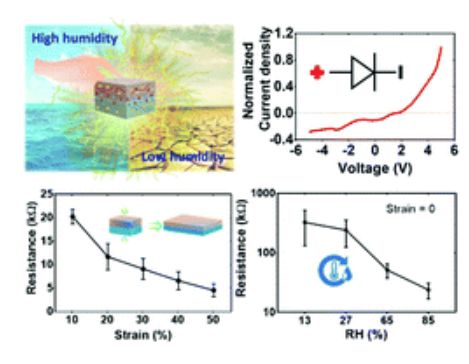 感知机制与人类信息传递的未来：从虚拟现实到触觉传感