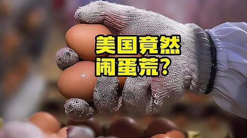 美国“蛋荒”危机：一场餐桌上的风暴