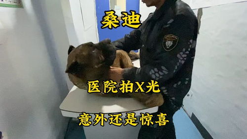 谷爱凌晒骨折X光照：赛场上的意外与坚强