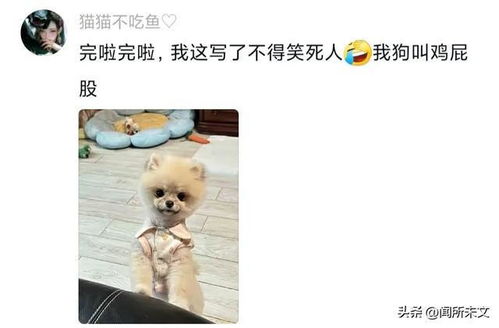 遛狗搭子结婚，女子随礼写狗名：宠物社交背后的人情故事