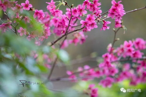 春日风铃木遐想：一场与自然的金色邂逅