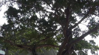 野山深处的奇遇：一场与自然的心灵对话