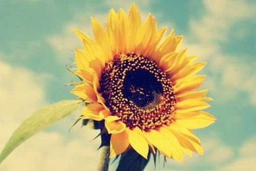 越幸福的人真的说废话越多吗？从他/她的视角看废话的艺术