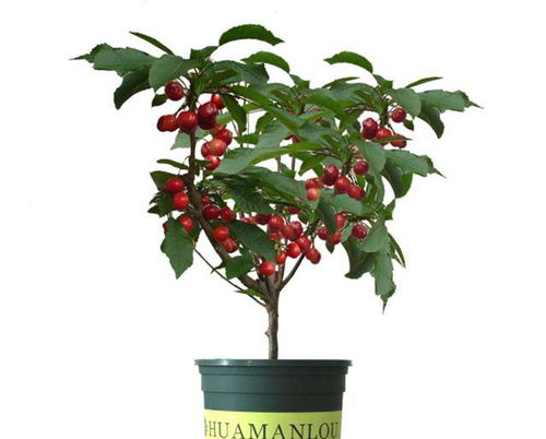 网购的“车厘子树苗”结了海棠果，背后真相竟是这样！